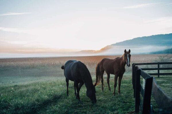 Afbeeldingen optimaliseren: paarden in de ochtendmist